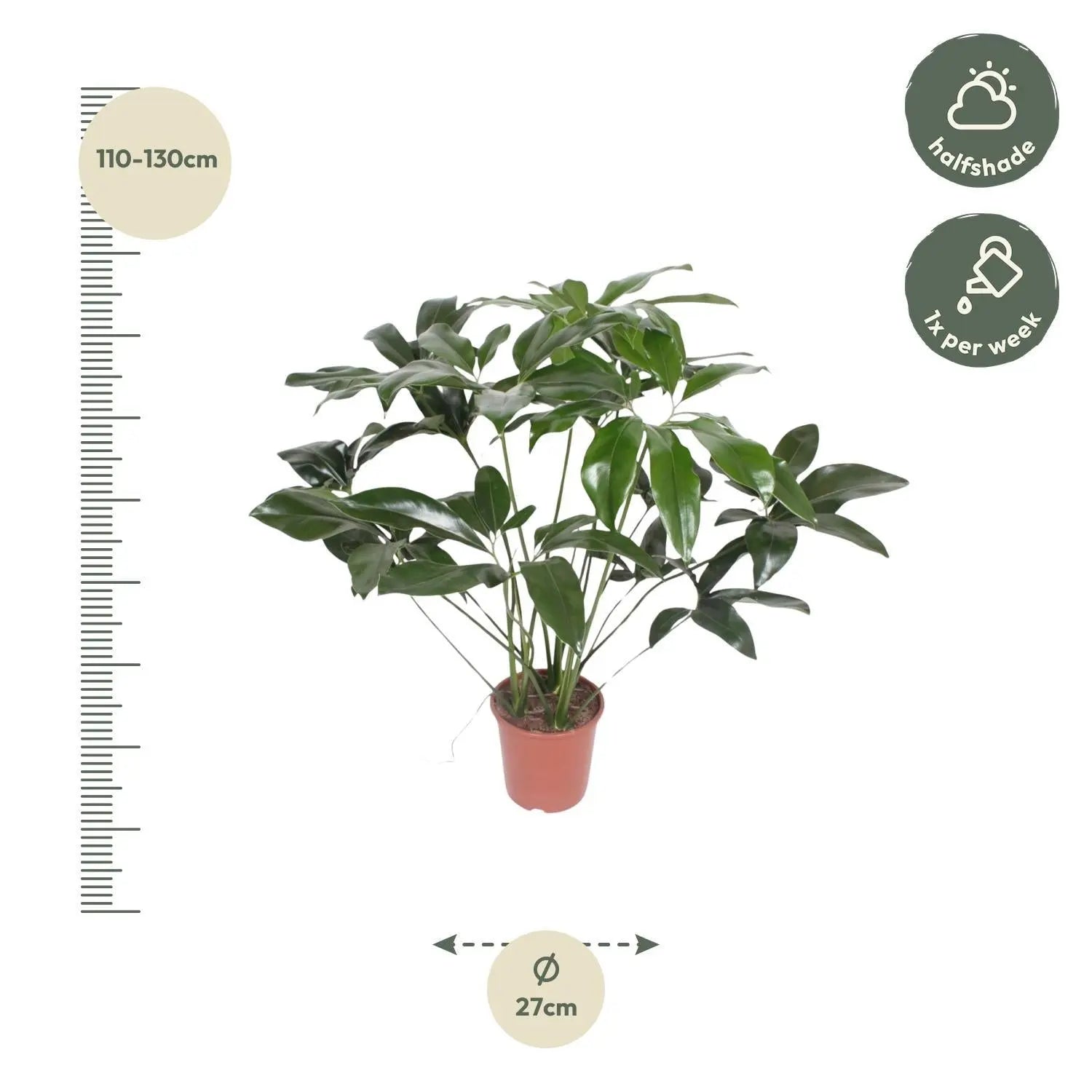 Philodendron Green Wonder - 120 cm - ø27 Everspring