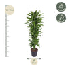 Dracaena Golden Coast vertakt - 170 cm - ø34 Everspring