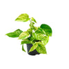 Epipremnum Marble Queen - Ø12 - ↨15cm Everspring