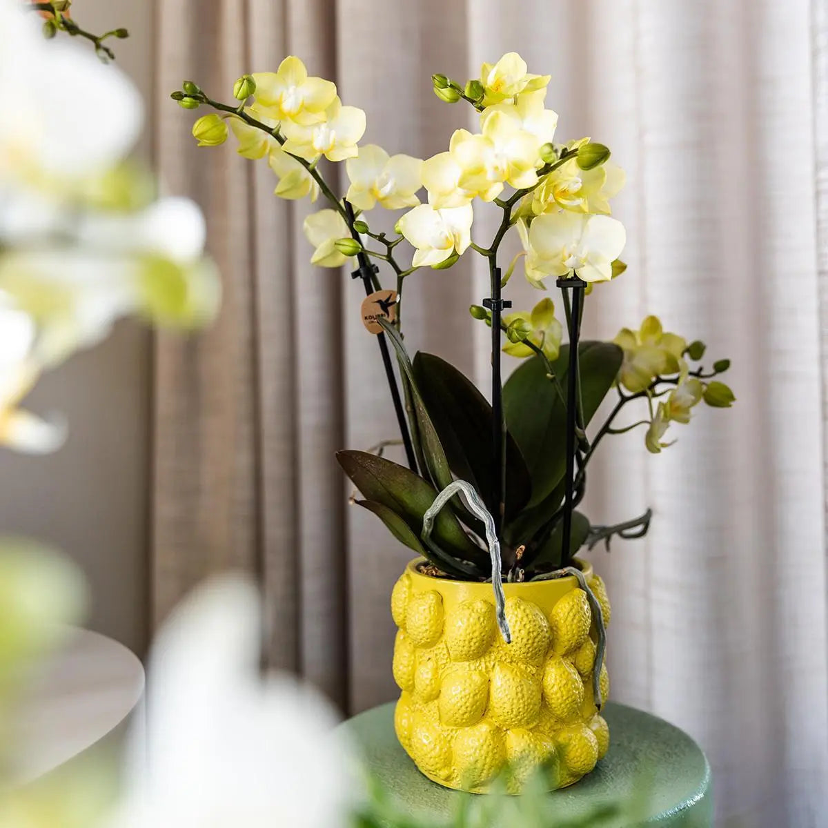 Kolibri Home | Citrus pot yellow - Ø9cm Everspring