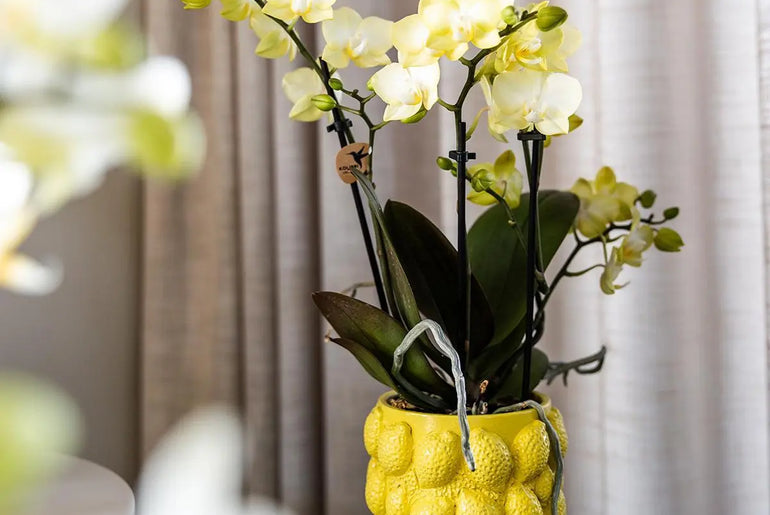 Kolibri Home | Citrus pot yellow - Ø9cm Everspring