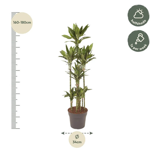 Dracaena Janet Lind Carrousel - 170 cm - ø34 Everspring