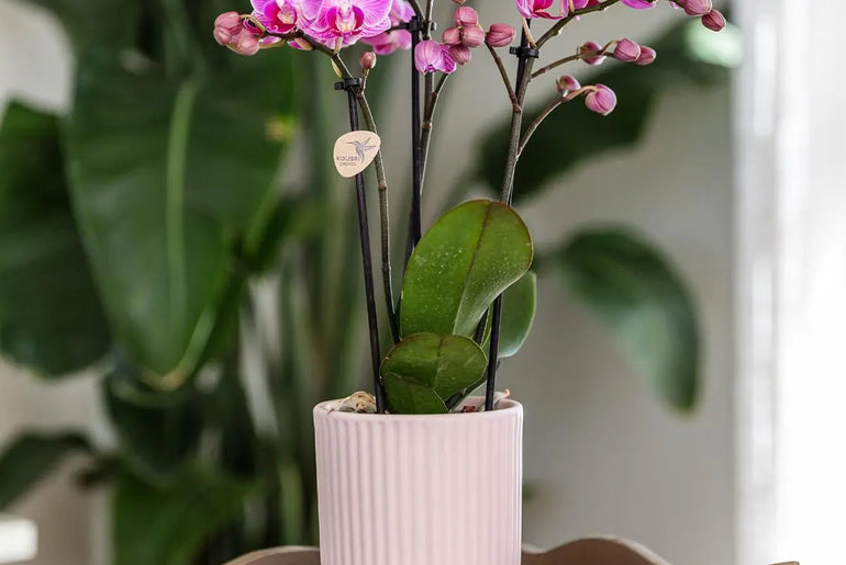 Kolibri Home | Diabolo pot pink - Ø6cm Everspring