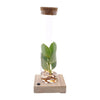 Clusia In Tube Glas + LED - Ø5cm - ↕10cm Everspring