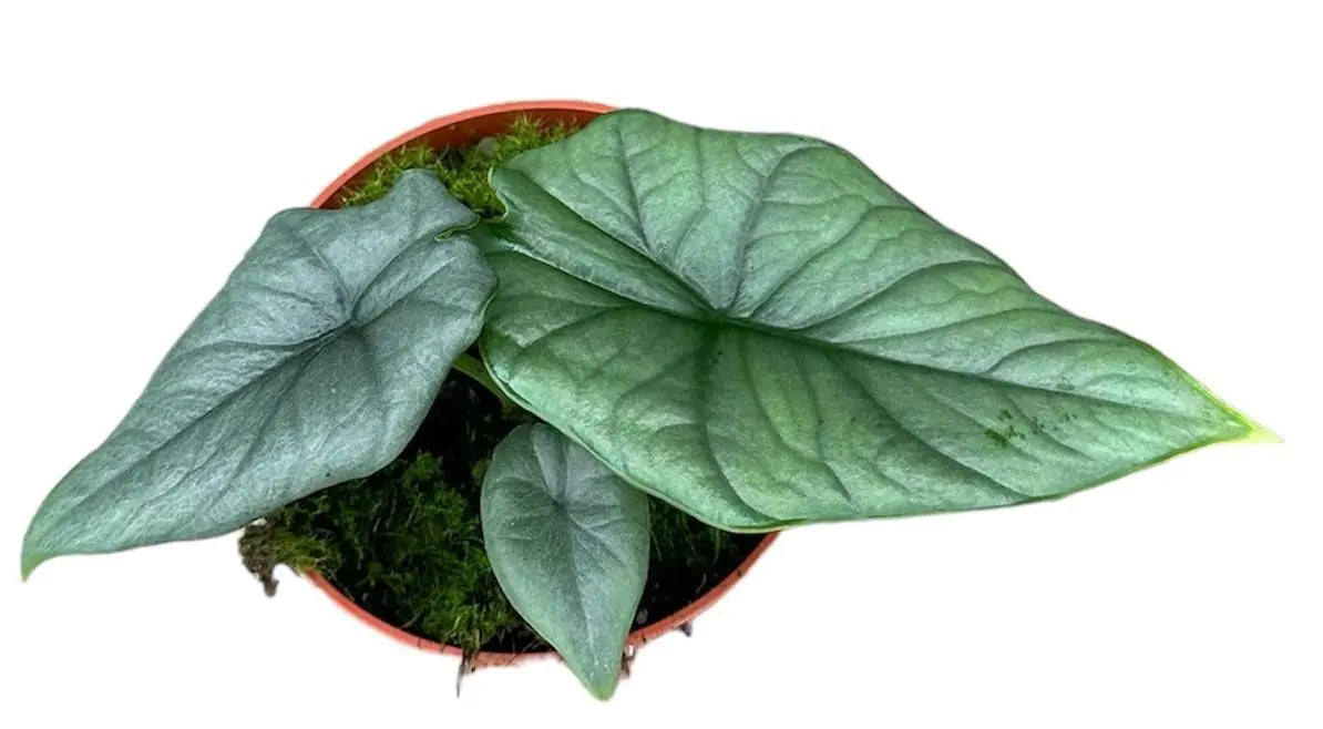 Alocasia Bisma Silver - Ø10,5cm - ↕15cm Everspring