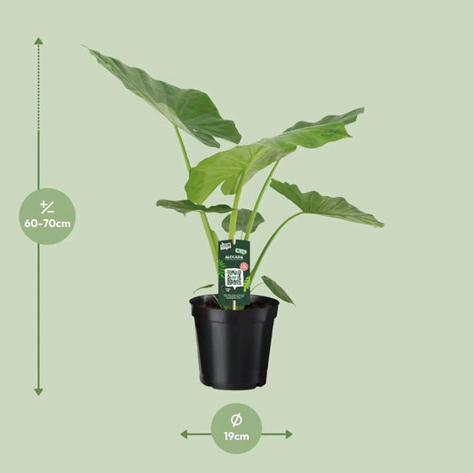 Alocasia Macrorrhiza - Ø19cm - ↕70cm Everspring