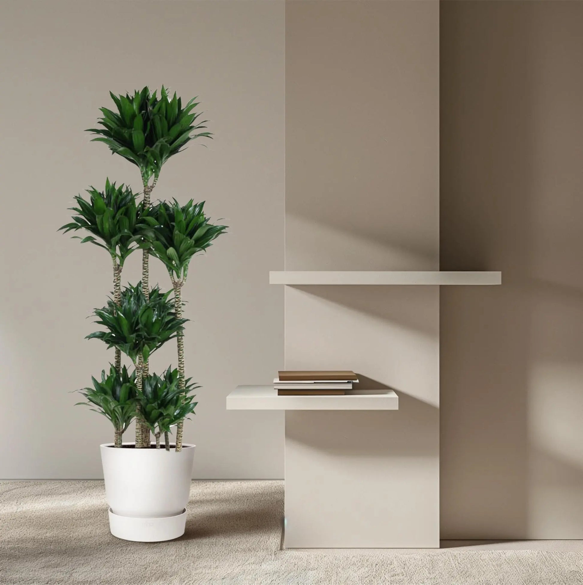 Dracaena Compacta Carrousel - 160 cm - ø34 Everspring