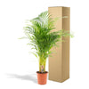 Areca palm - Ø24cm - ↕130cm Everspring