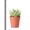 Kolibri Greens | Groene plant - Succulent Echeveria Miranda - groene kamerplant - vers van de kweker - Ø9cm Everspring