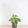 Syngonium Mottled - 25 cm - ø12 Everspring