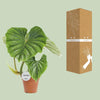 Philodendron Plowmanii - Ø15cm - ↕50cm Everspring