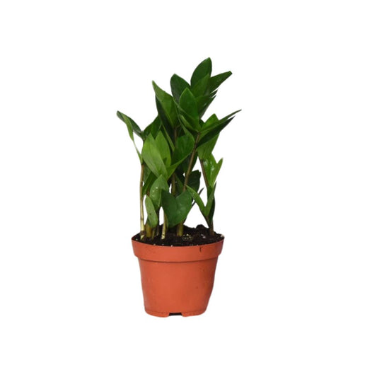 Zamioculcas - Ø12cm - ↕30cm Everspring