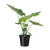 Alocasia Macrorrhiza - Ø19cm - ↕70cm Everspring