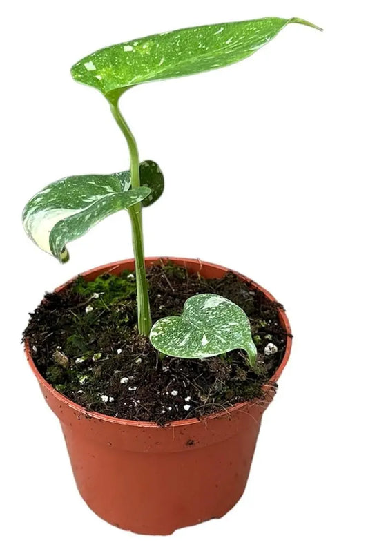 Monstera Deliciosa Thai Constellation - Ø10,5cm - ↕15cm Everspring