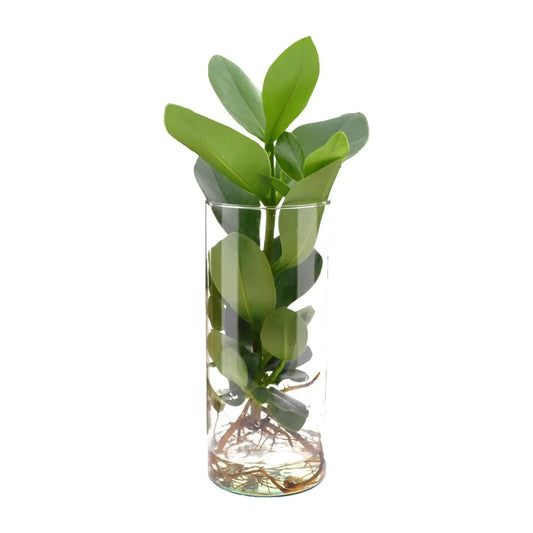 Clusia In Cylinder Glas - Ø12cm - ↕30cm Everspring