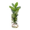 Clusia In Cylinder Glas - Ø12cm - ↕30cm Everspring