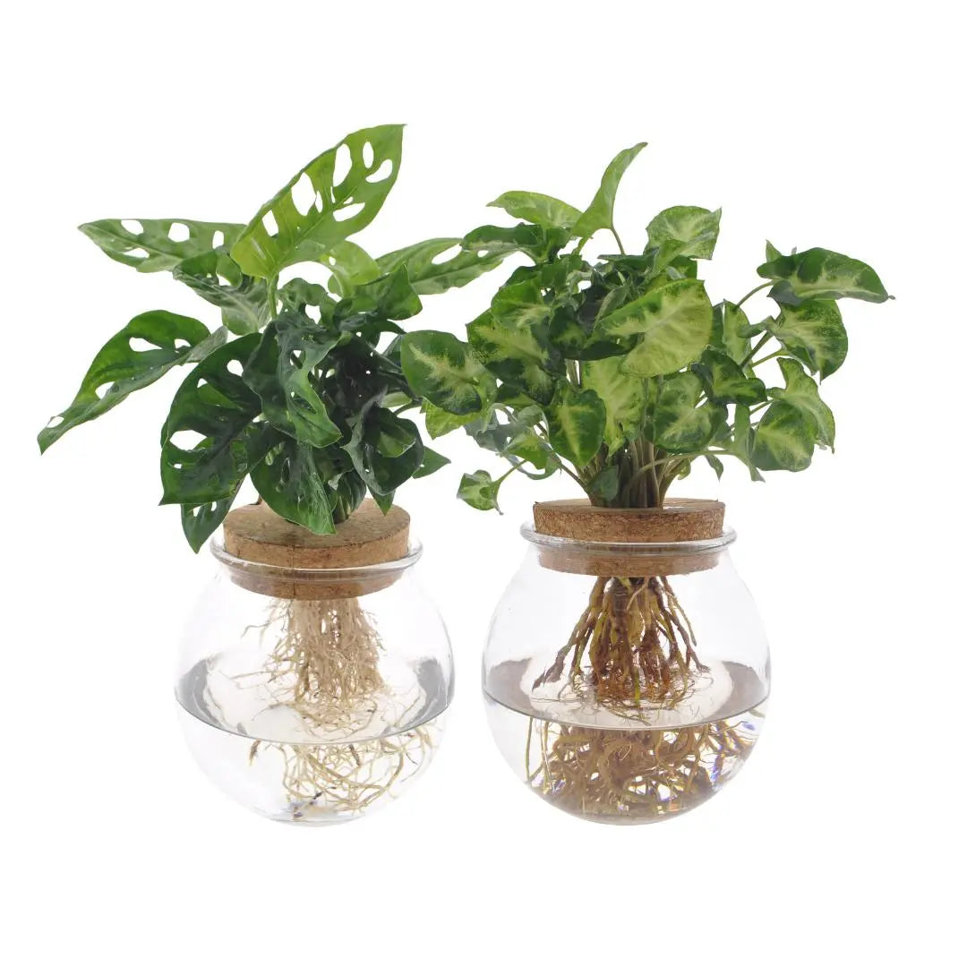 Monstera monkey en Syngonium Green Bolglas Duo 2x 12-30cm