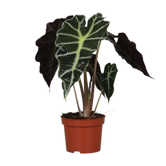 Alocasia Amazonica Polly "Olifantenoor"