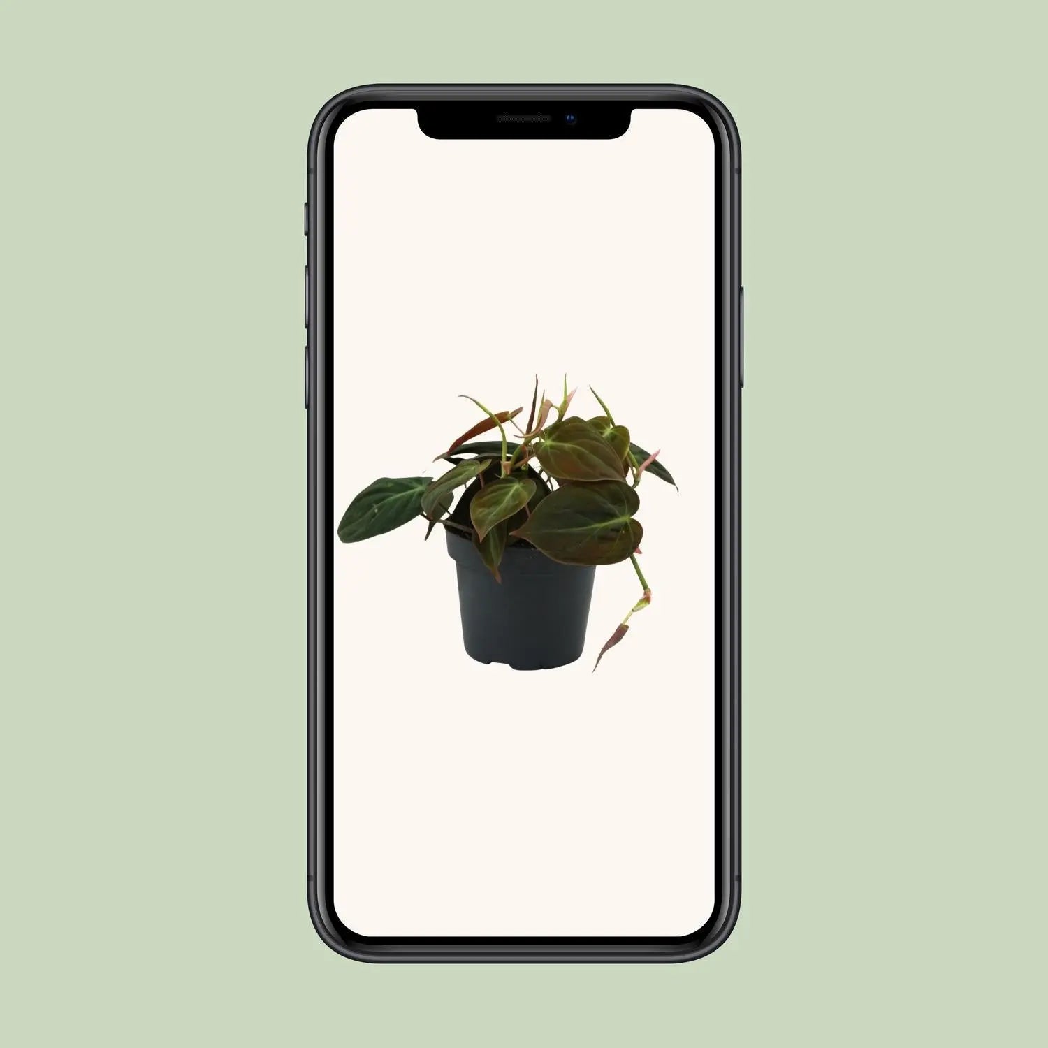 Philodendron Micans - Ø12cm - ↕15cm Everspring