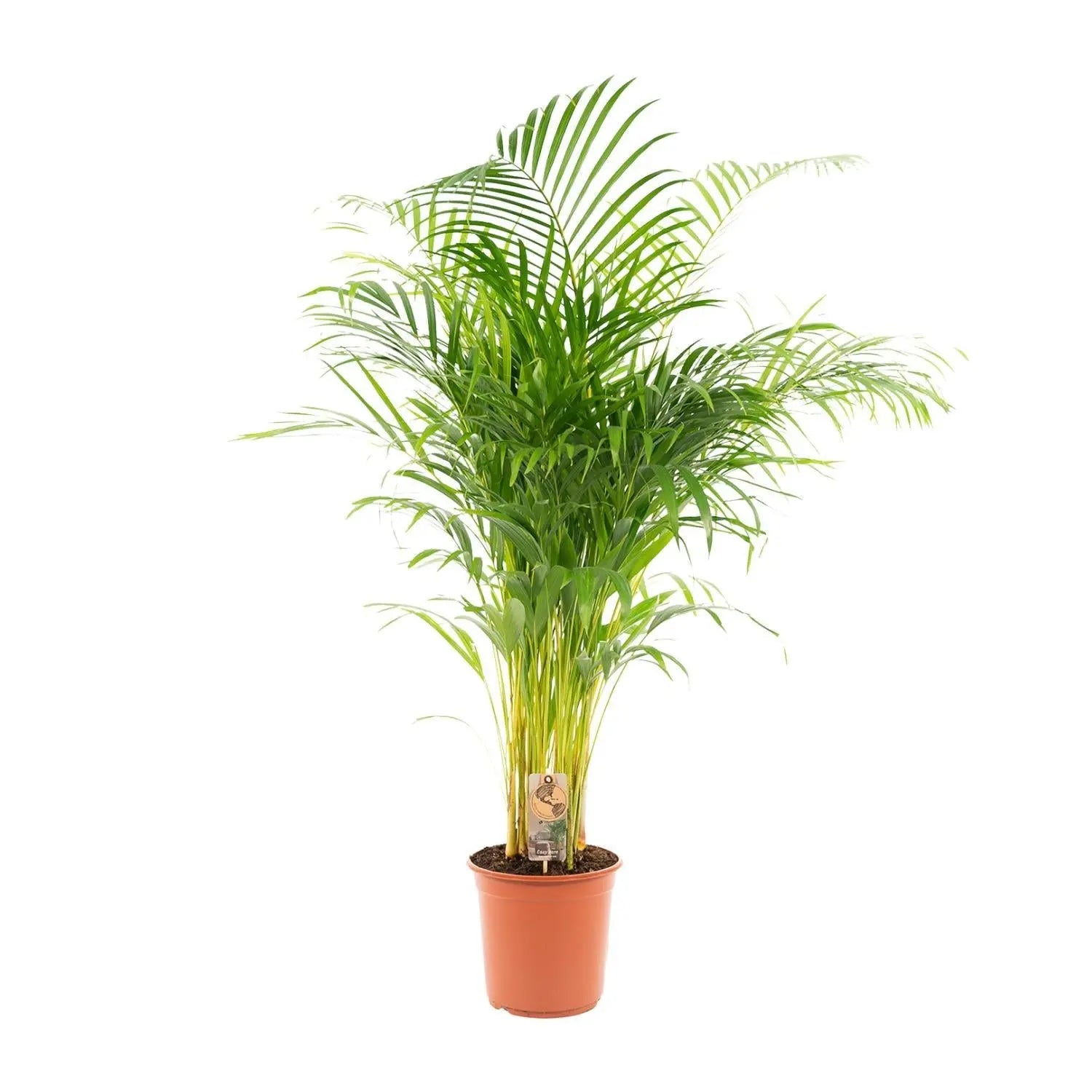 Areca palm - Ø24cm - ↕130cm Everspring