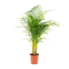 Areca palm - Ø24cm - ↕130cm Everspring