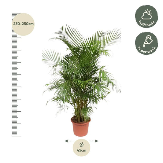 Dypsis Lutescens (Areca Palm) - 240 cm - ø45 Everspring