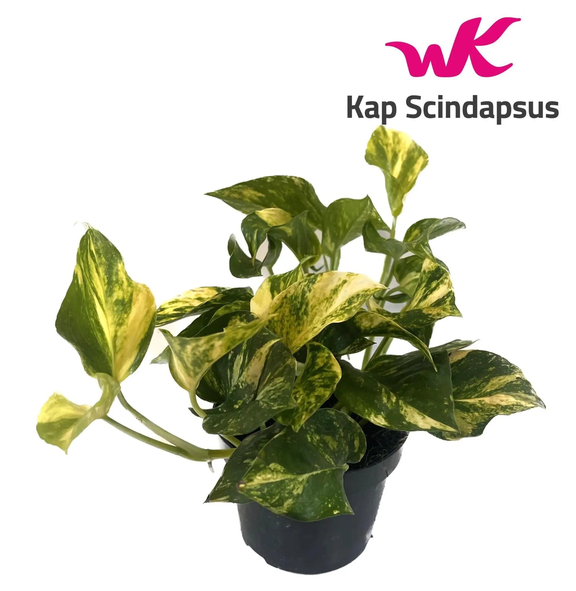Scindapsus (Epipremnum) N'joy Gold - Ø12cm - ↕25cm Everspring