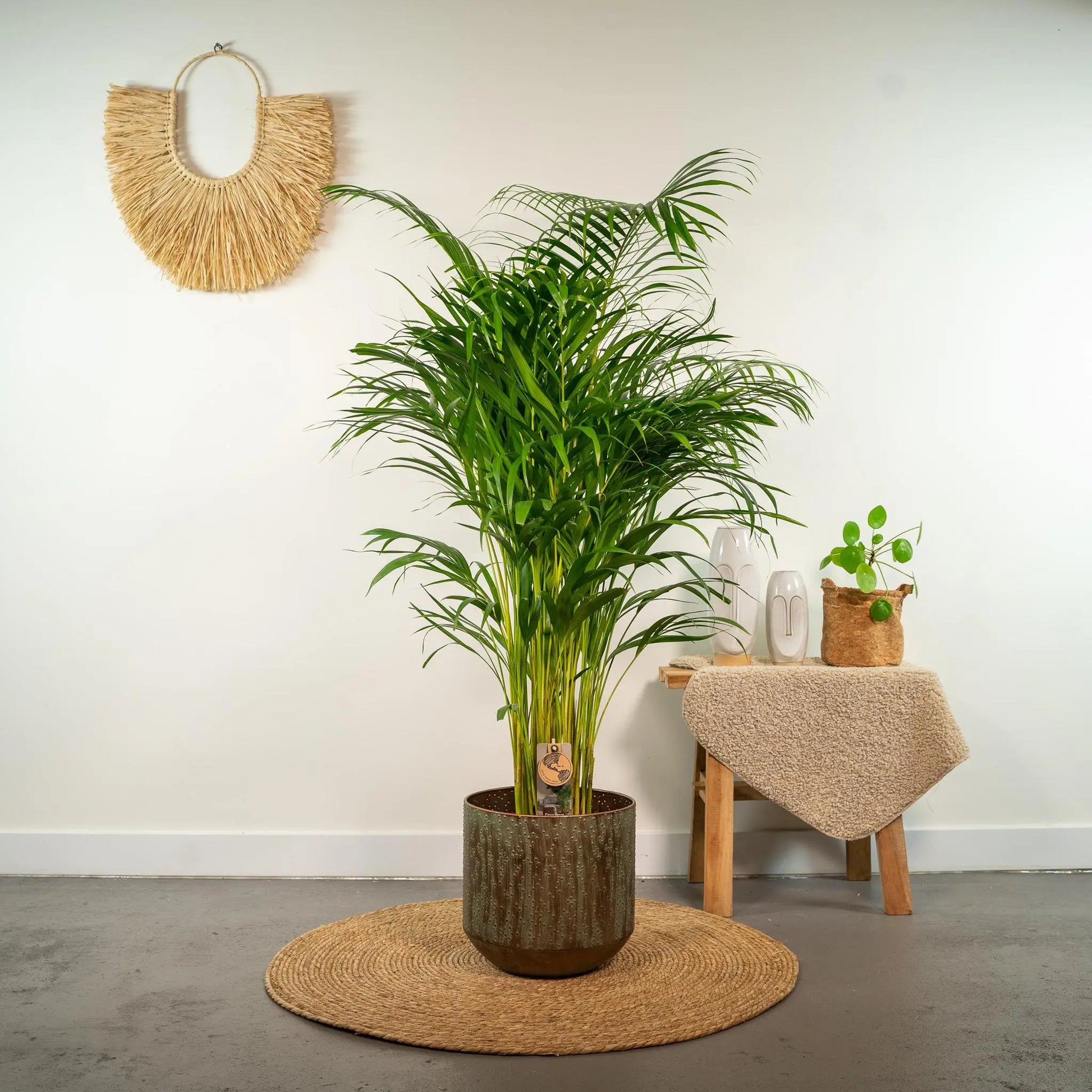 Areca palm - Ø24cm - ↕130cm Everspring