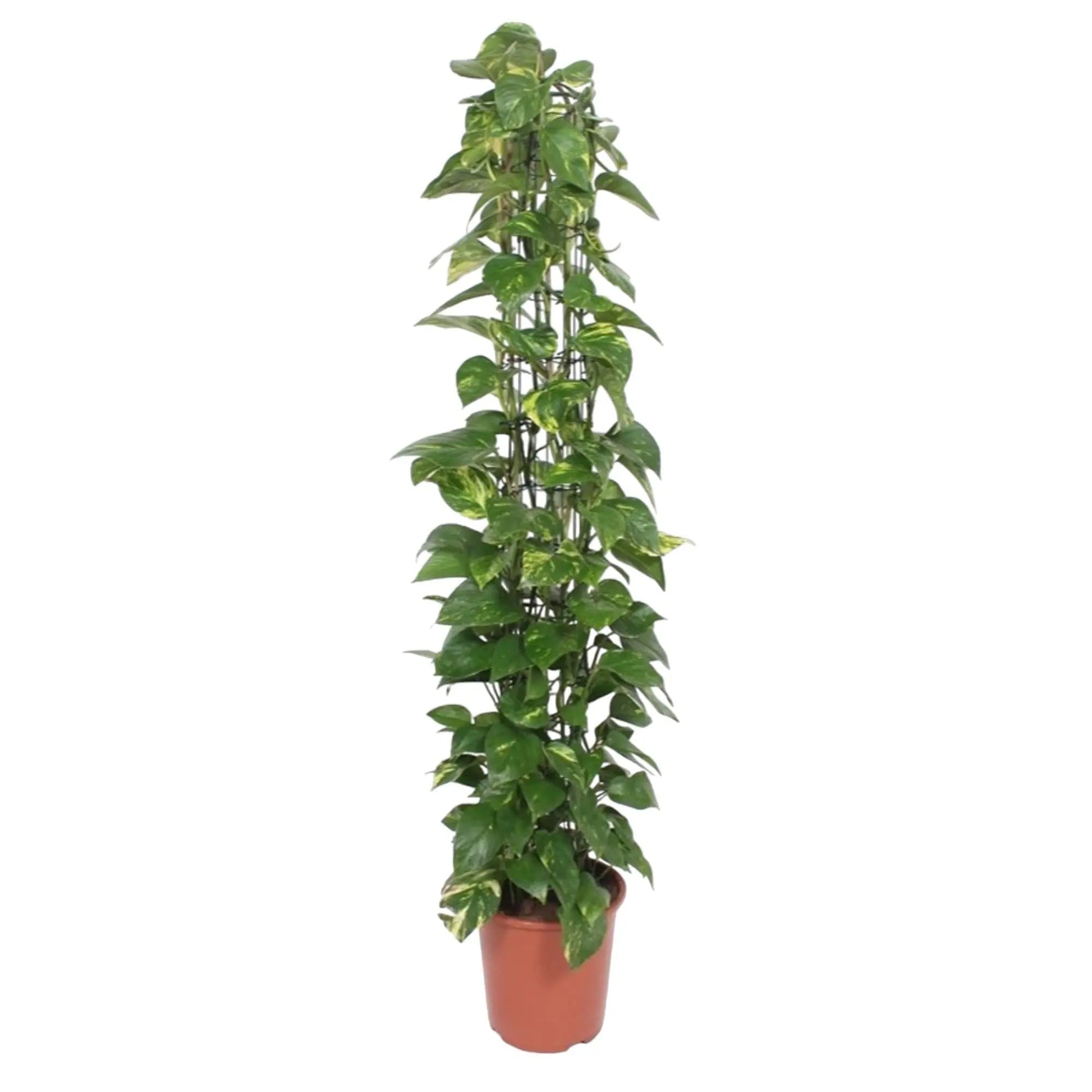 Epipremnum Aureum gaasrek - 160 cm - ø27 Everspring