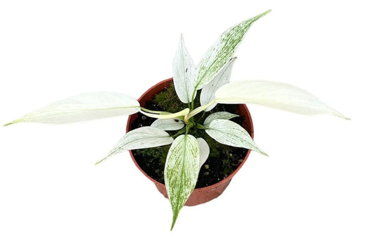 Philodendron Florida Ghost - Ø10,5cm - ↕15cm Everspring