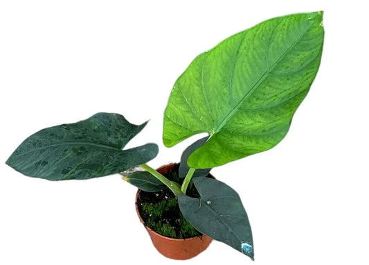 Alocasia Scabriuscula - Ø10,5cm - ↕15cm Everspring