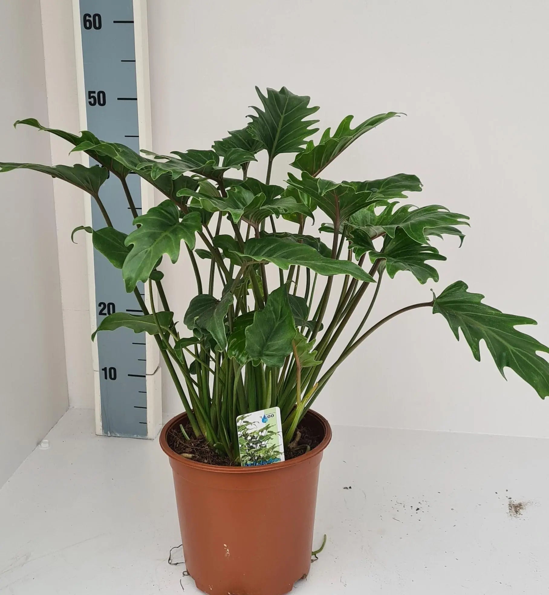 Philodendron Xanadu - Ø19cm - ↕60cm