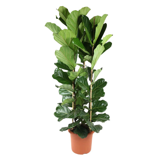 Ficus Lyrata struik - 240 cm - ø40 Everspring