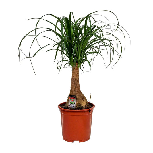 Beaucarnea - Ø19cm - ↕60cm