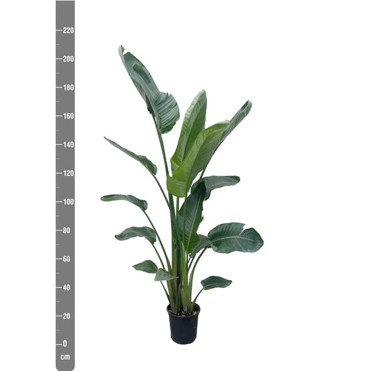 Strelitzia Nicolai XXL - Ø27cm - ↕225cm