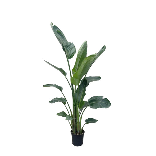 Strelitzia Nicolai XXL - Ø27cm - ↕225cm